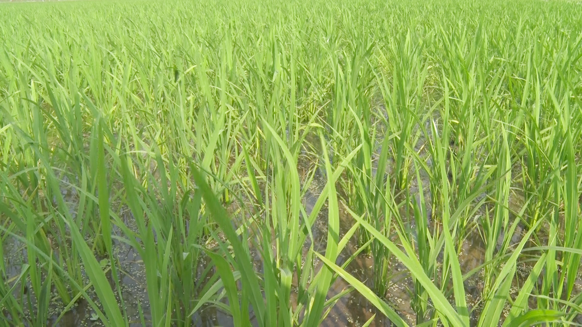 635 ha lúa tại xã Các Sơn hiện sinh trưởng và phát triển tốt