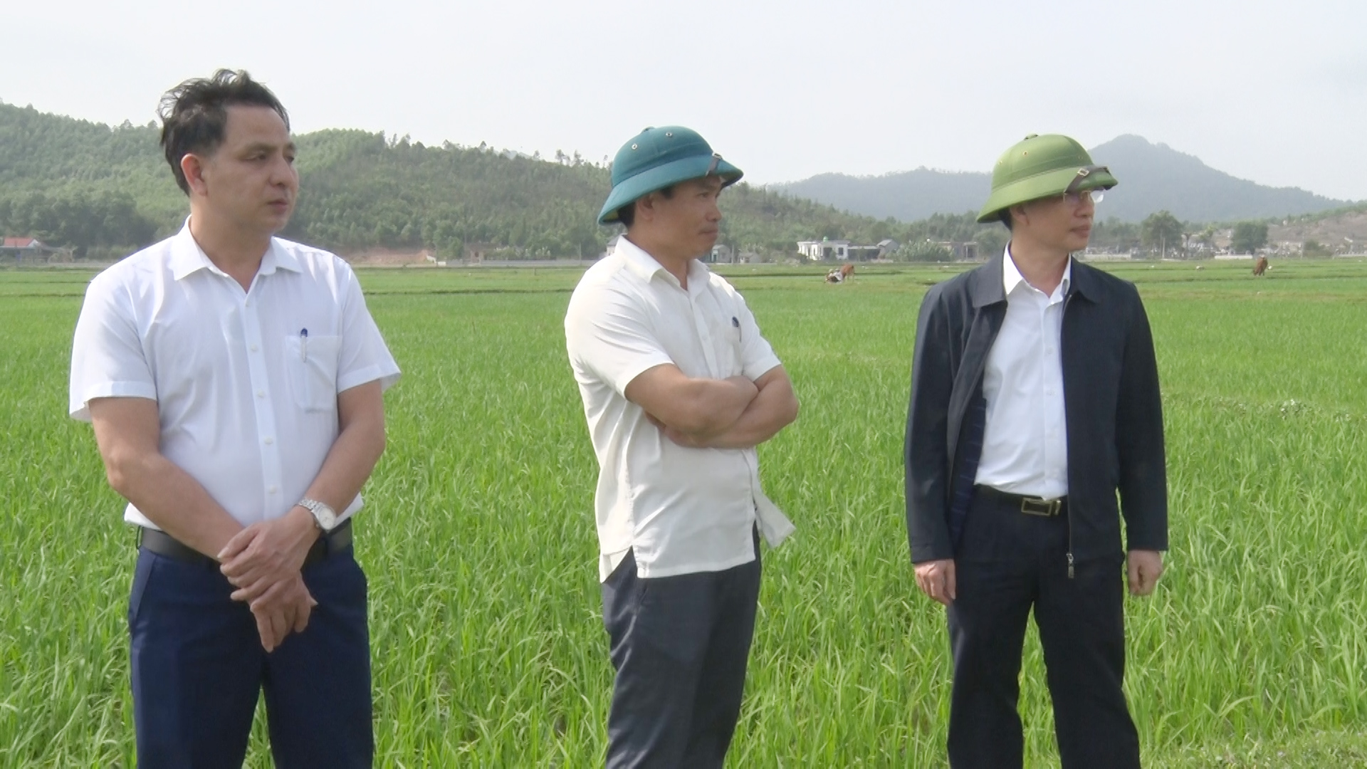 Đồng chí Phạm Văn Nhiệm, Phó Chủ tịch UBND thị xã kiểm tra tình hình sản xuất vụ chiêm xuân tại xã Ngọc Lĩnh