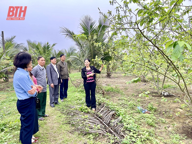 Chị Lê Thị Ngọc (ngoài cùng bên phải), giáo dân tiêu biểu Giáo xứ Thượng Chiểu (phường Hải Lĩnh) giới thiệu mô hình trồng dâu tằm Đài Loan cho hiệu quả kinh tế cao trên vùng đất cát.